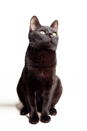 Beautiful black cat with yellow eyes sitting on a white background.の写真素材
