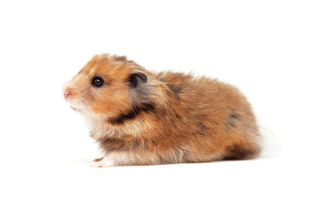 Gold hamster isolated on white background. Cute little hamster, pet. Studio shot. Veterinary practiceの写真素材