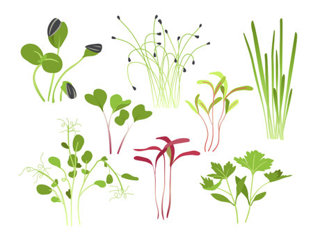 Green sprouts microgreen setのイラスト素材