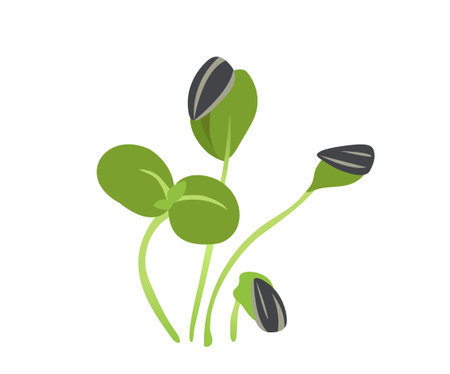 Green sprouts microgreen conceptのイラスト素材