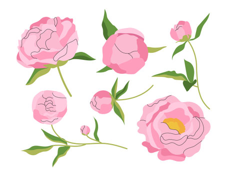 Set of pink peonies conceptのイラスト素材