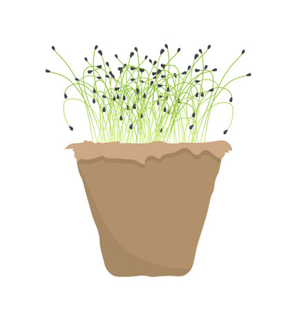 Evergreen green sprouts in pot conceptのイラスト素材