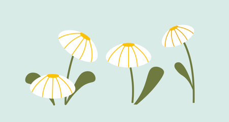 Cute white flowers with grass conceptのイラスト素材