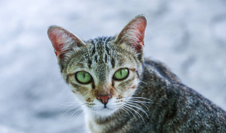 cat is lookingの写真素材