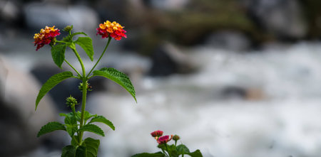 flowers by a streamの写真素材