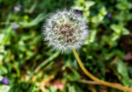 dandelion on a cloudy dayの写真素材