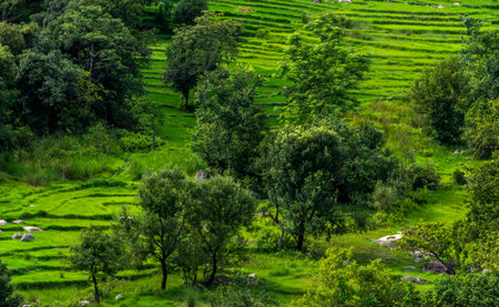 step farmingの写真素材