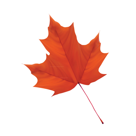 dark orange leaf vector with white backgroundのイラスト素材