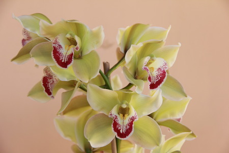 orchidの写真素材