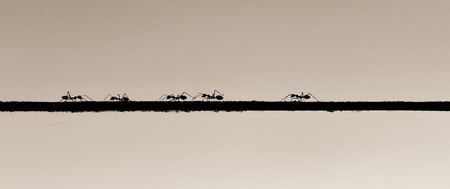 Ants walking on a rope that bound on the tree. Concept of business inspiration from nature (sepia)の写真素材
