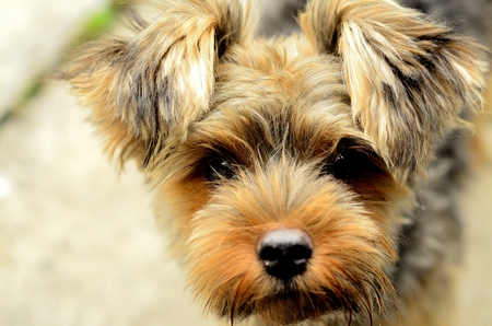 Close up cute picture of a Yorkshire Terrier puppy standing and looking at the camera. Little yorkie dog.の写真素材