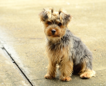 A side view picture of a cute Yorkshire Terrier puppy sitting on the floor. Little yorkie dog.の写真素材