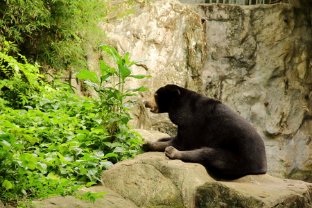 A beautiful portrait of malayan sunbear or honey bear ( Helarctos malayanus ) with a natural backgroundの写真素材
