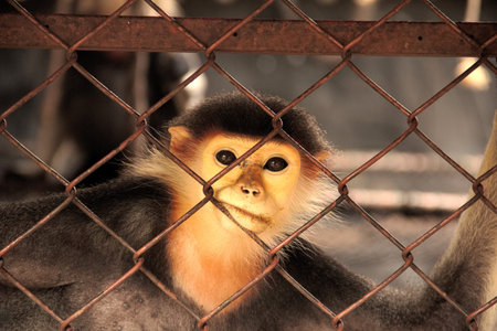 A lonely Red-shanked douc Langur that clings cage looked at the camera in the zoo's cage, Endangered...