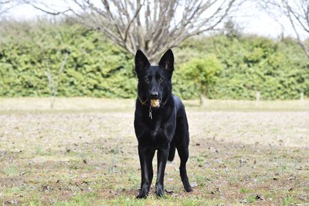 Full grow Black german Shepherd standing in the middle of the yard with rock inside mountの写真素材
