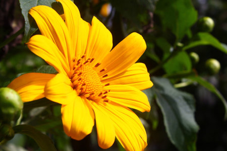A full bloom of yellow blossom called Bua Tong in the spring