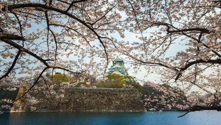 Osaka castle with sakura blossom in Osaka, Japanのeditorial素材