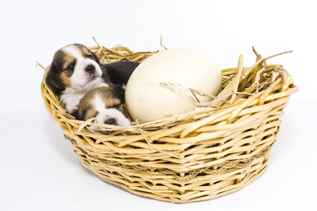 Beagle puppy cute dog love nest の写真素材