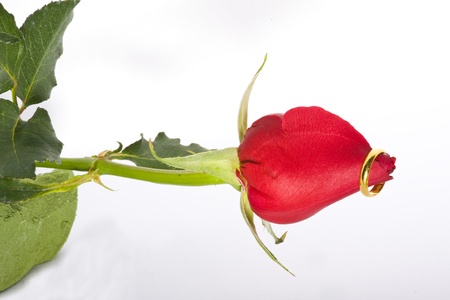 Rose and Ring goldの写真素材