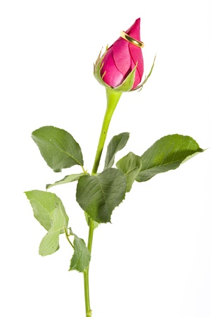 Rose and Ringの写真素材