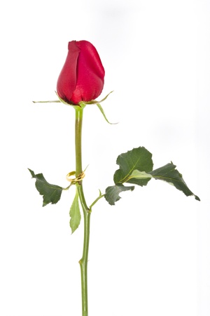 Rose and Ring goldの写真素材