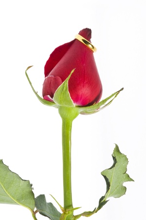 Red rose and engagement ringの写真素材