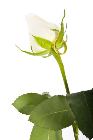 Rose and Ring goldの写真素材