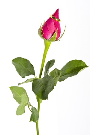 Rose and Ringの写真素材