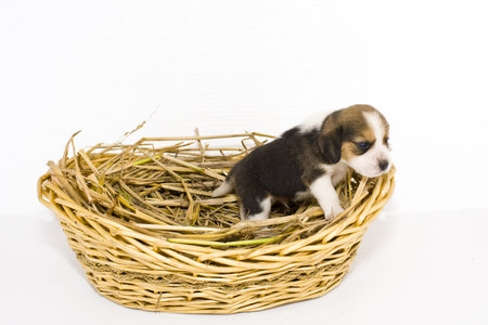 Beagle puppy cute dog love nest の写真素材