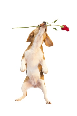 puppy beagle cute with roseの写真素材