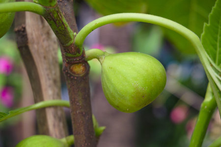The pomegranate (Punica granatum) offers brightly colored fruit that ripens during the fall. Learn...