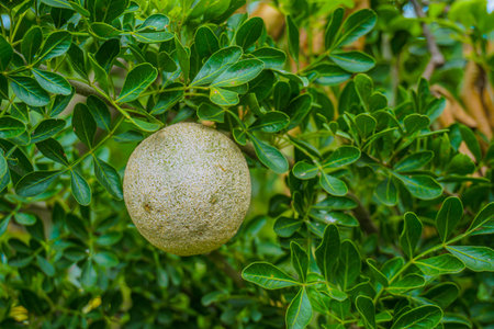 The Wood Apple is a fantastic fruit with a really funny smell. The fruit is like a delicious...