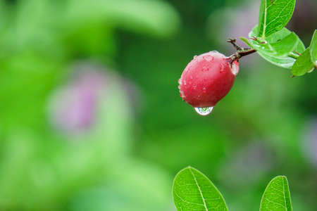 Carissa carandas, Carunda, Koromcha tree, Karonda seeds, tropical citrus karanda or koromcha fruit, fresh karanda with Water dropの写真素材