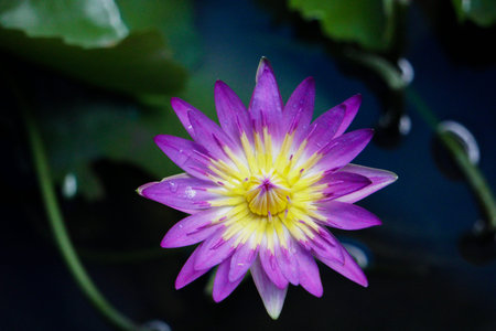Isolated Beautiful Lotus or Shapla Flower with rain drops in the garden ponds