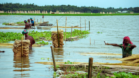 Farmers in Bangladesh are busy washing jute in water. Jute is called golden fiber.のeditorial素材