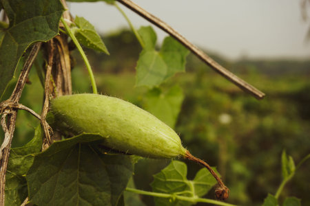 Trichosanthes dioica, also known as pointed gourd. It is a vegetable and plant with leaves in the...