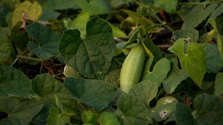 Trichosanthes dioica, also known as pointed gourd. It is a vegetable and plant with leaves in the...