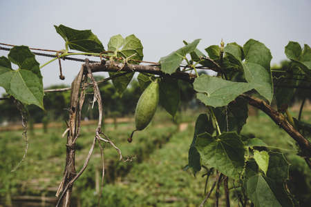 Trichosanthes dioica, also known as pointed gourd. It is a vegetable and plant with leaves in the field.の写真素材
