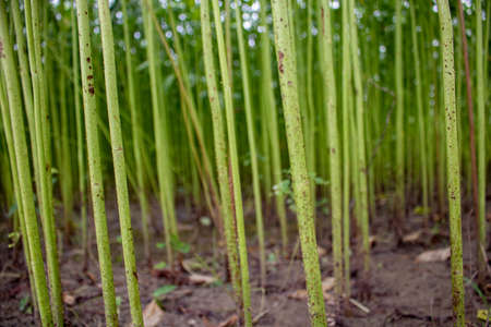 The field is full of jute. Rows of arranged jute. The images are of high-resolution background. Can also be used as a texture.の写真素材