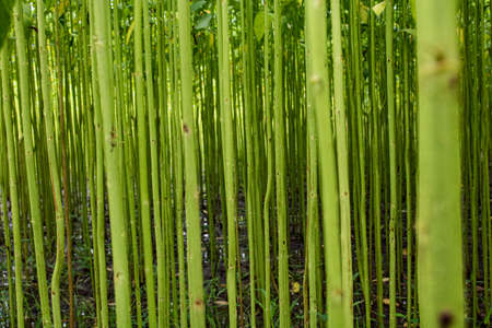 The field is full of jute. Rows of arranged jute. The images are of high-resolution background. Can also be used as a texture.の写真素材