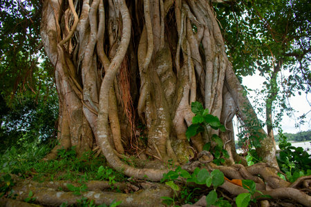 Picture of the roots of a large Banyan tree along the river. A banyan tree in Bangladesh (Ficus...