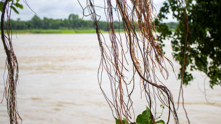 Picture of the roots of a large Banyan tree along the river. A banyan tree in Bangladesh (Ficus benhalensis).の写真素材