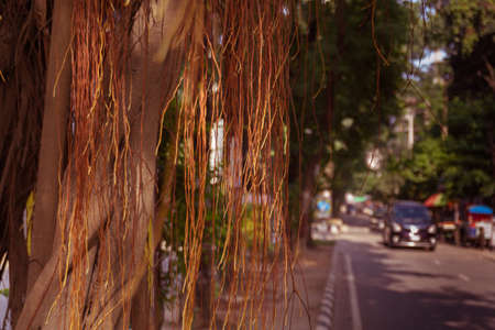 The roots of the banyan tree are hanging on the side of the city road.の写真素材