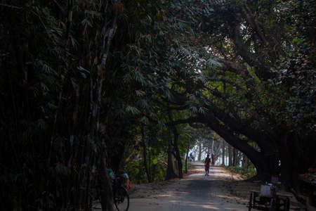 Rows and rows of trees on both sides of the road. The narrow road has gone through the middle of it. Beautiful landscapes reflect the beauty of Bangladesh.の写真素材