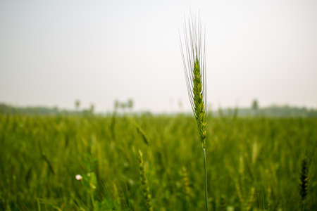 This is a picture of a wheat field in Bangladesh. Close-up picture of green grain wheat. Wheat grains are peaking in the sky.の写真素材