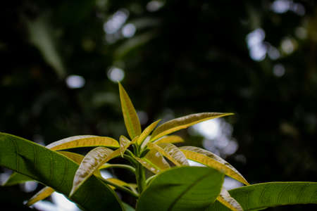 Young mango leaves. Young mango tree leaves turning brown.の写真素材