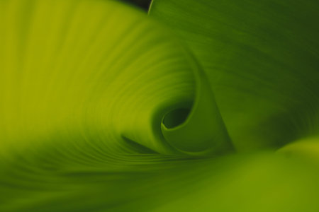 Young banana leaves. Green Natural Background. The effect of sunlight on green banana leaves.