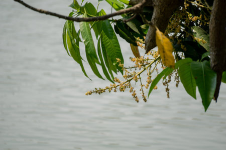 Mango buds are hanging on the clear water of the pond. Mango buds are hanging in the clear water of...