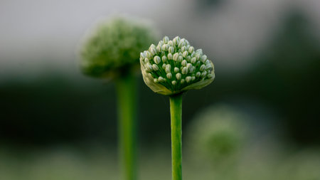Onion flowers blooming onions, alliums. Green onions. The life cycle of onion. Stages of onion...