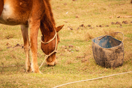 A horse is eating grass in the village field.の写真素材